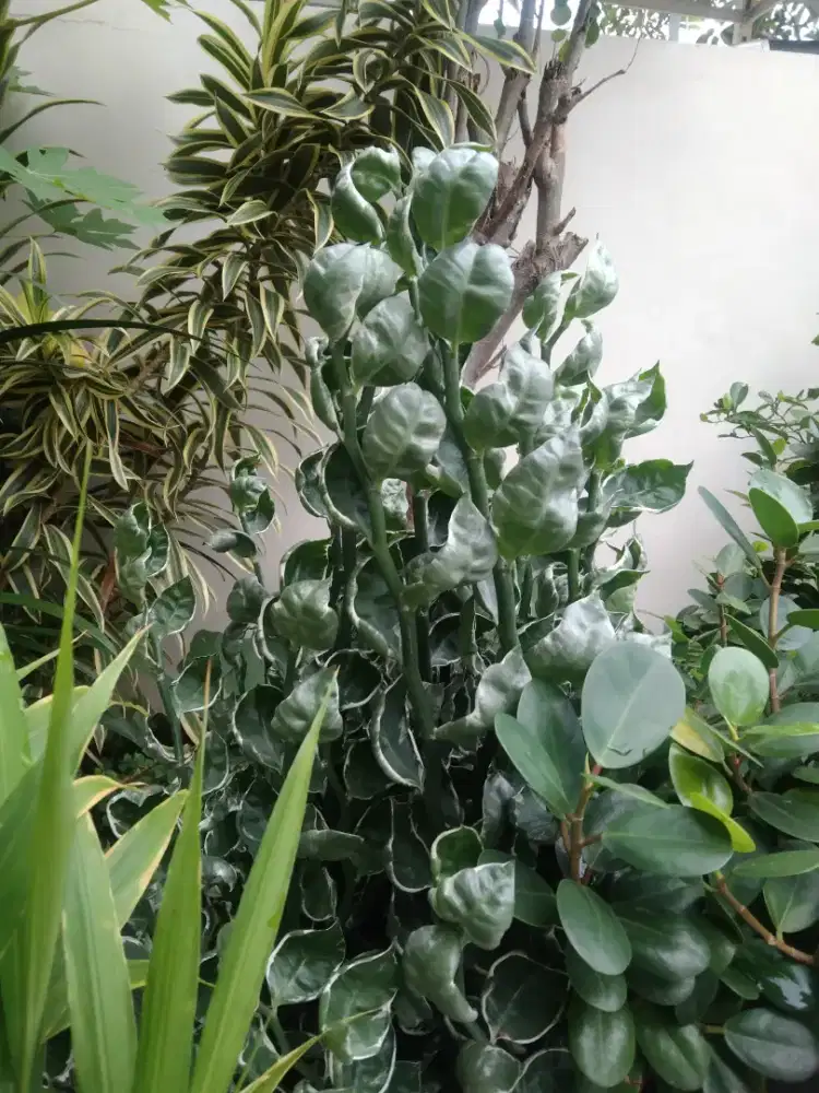 Bunga Patah Tulang Varigata (Hijau)