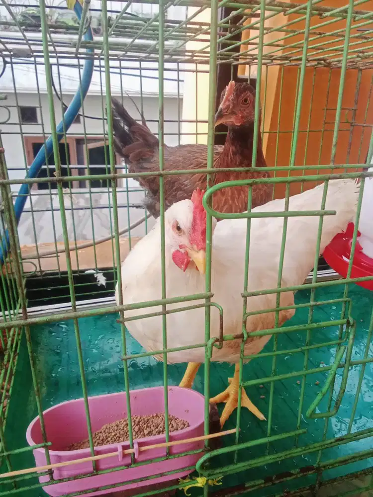 Jual 2 ayam hidup