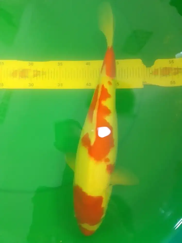 Ikan koi jenis Kohaku 39cm pola bagus warna merah