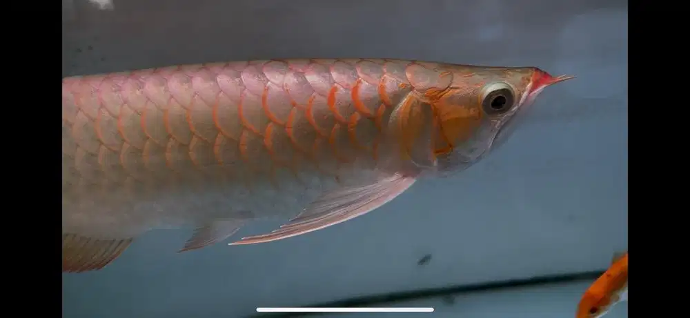 Arwana super red metalic 33cm
