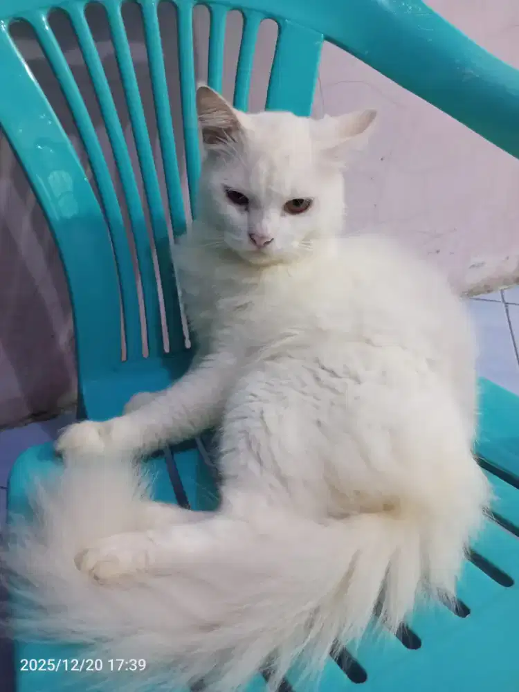 Kucing Persia dan kucing himalya