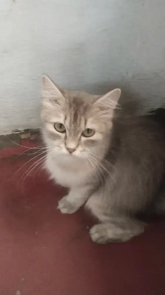 Kucing Persia medium