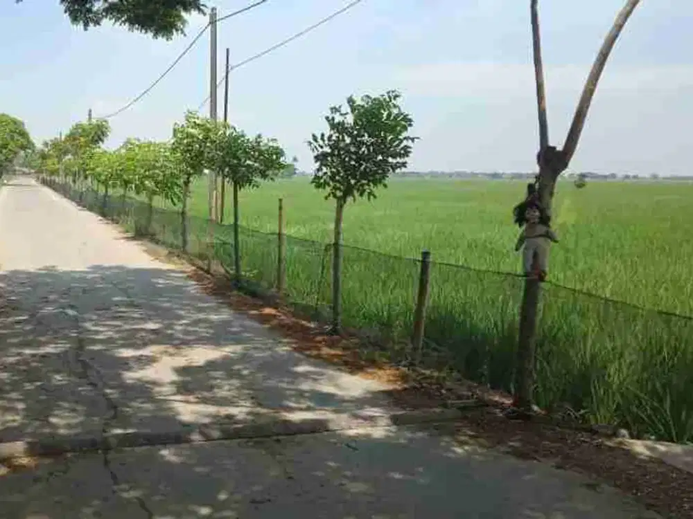 Di Jual Cepat Tanah Sawah Dekat Zona Industri Dan Pabrik