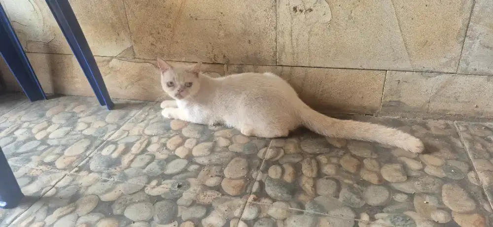 Open Adopsi Sepasang kucing