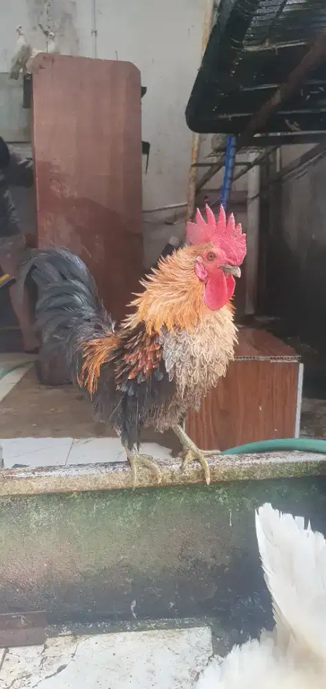 Ayam kate walig jantan