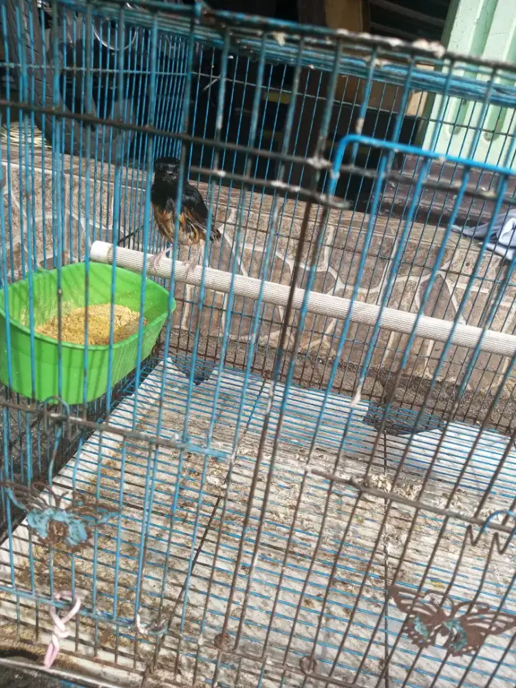 Burung Murai Batu Medan