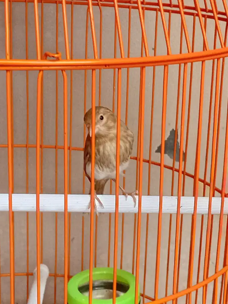 Kenari loper anakan warna isabel