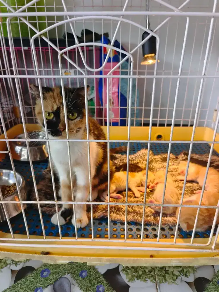 Borongan Scottish fold + anak cebol 2 ns 3