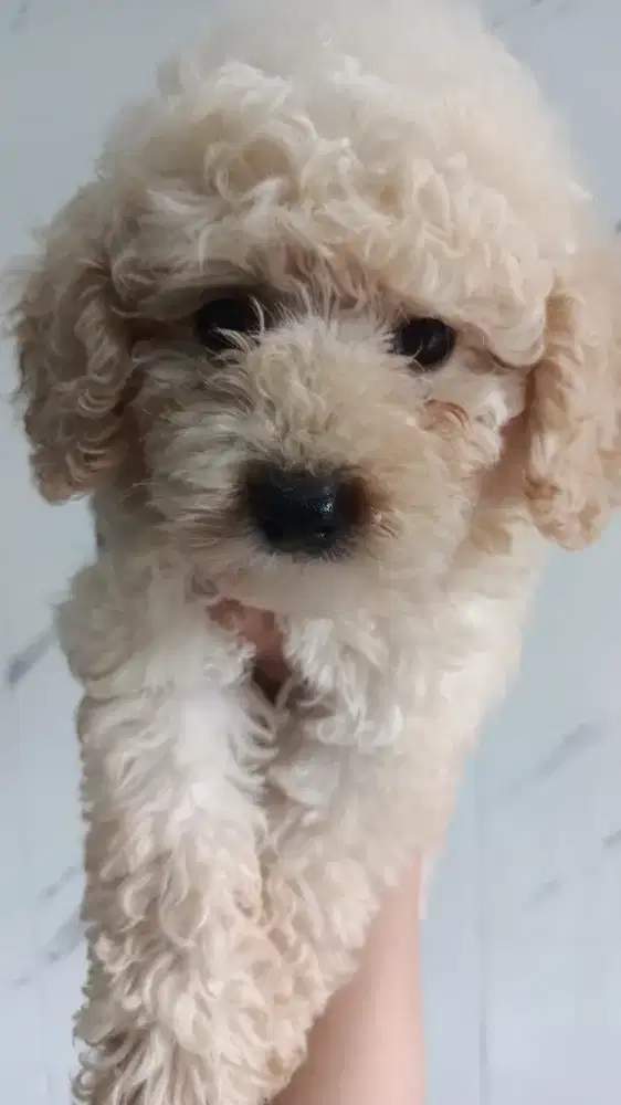 anakan poodle jantan