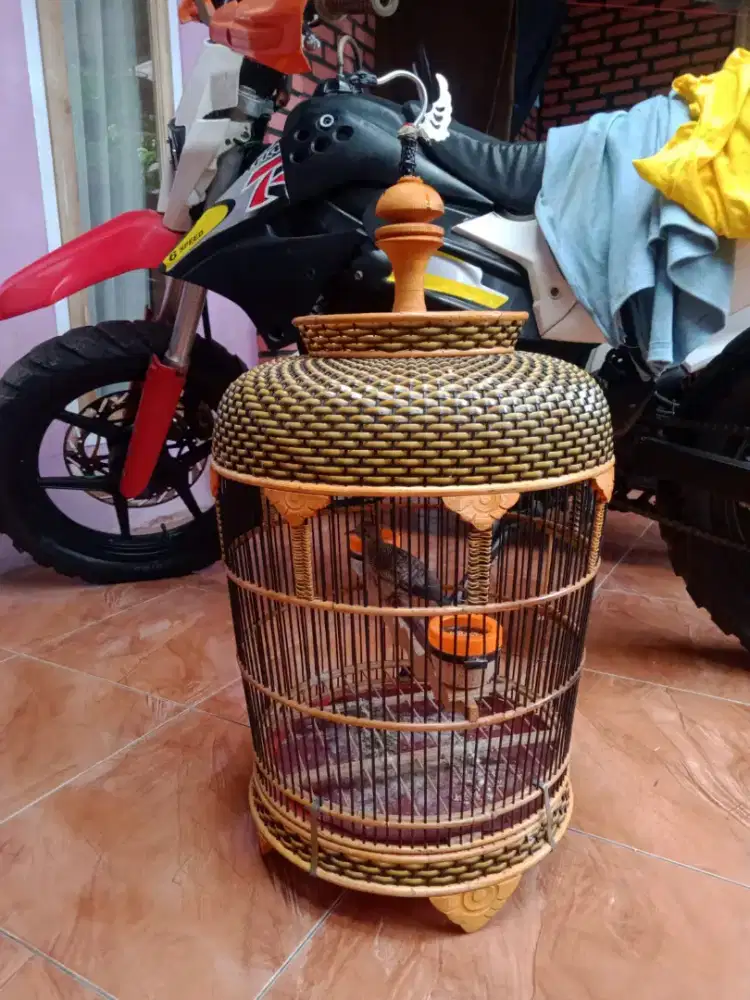 Burung perkutut Bangkok rajin bunyi fullset murah