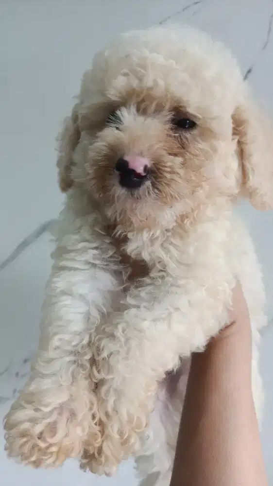 poodle jantan anakan