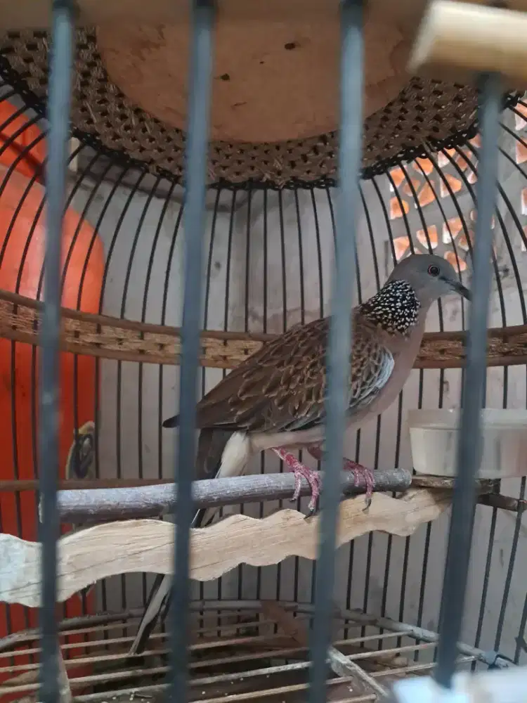 Tekukur kuk 1 Jantan fullset. Video ke wa