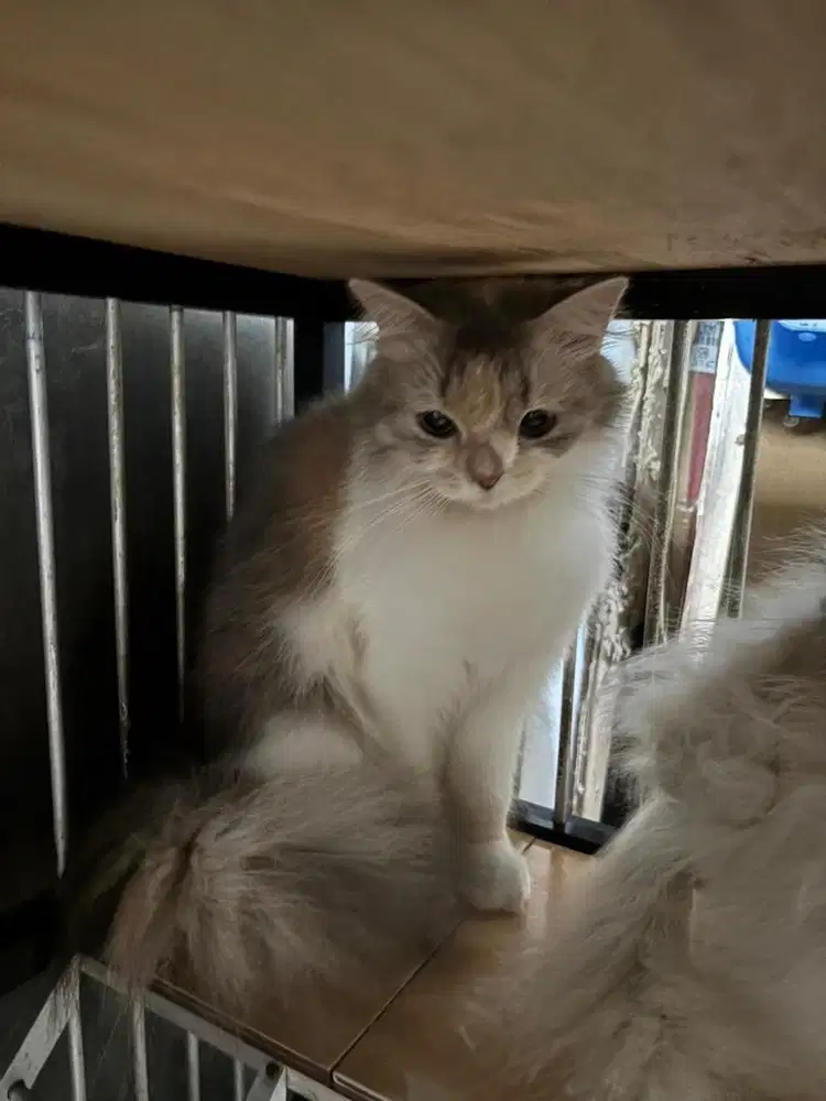 Kucing persia flatnose