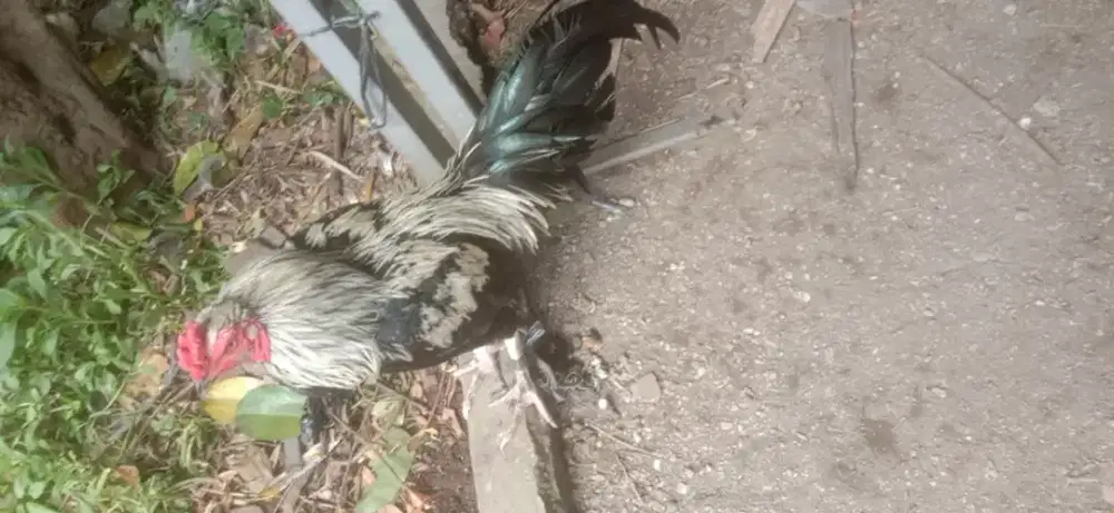 Ayam Birma pakhoy muda mantap caturangga murah