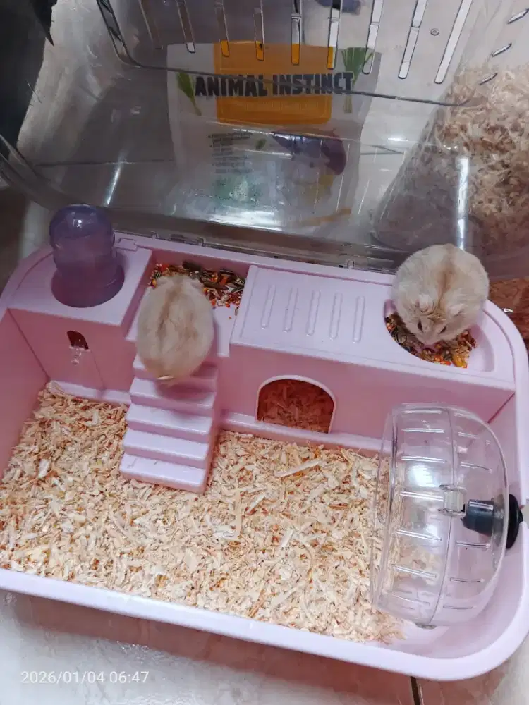 Free adopt 2 hamster