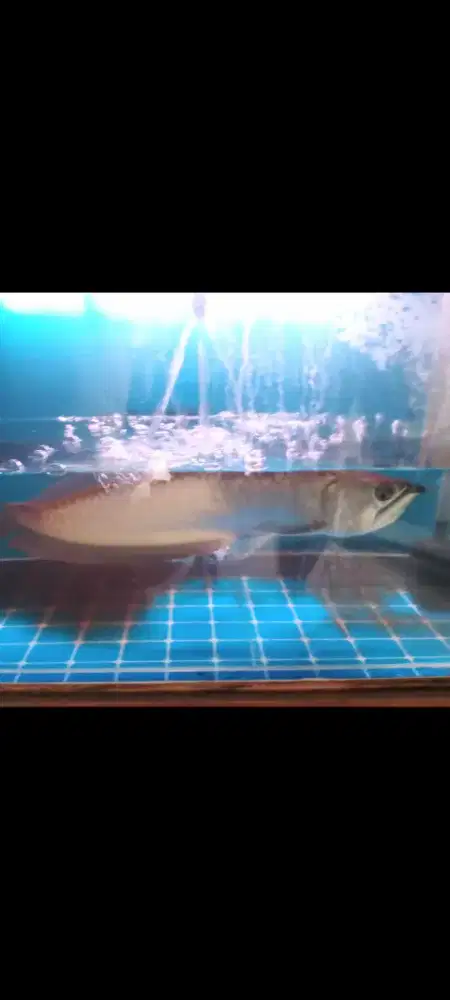 arwana red Brazil 40 cm