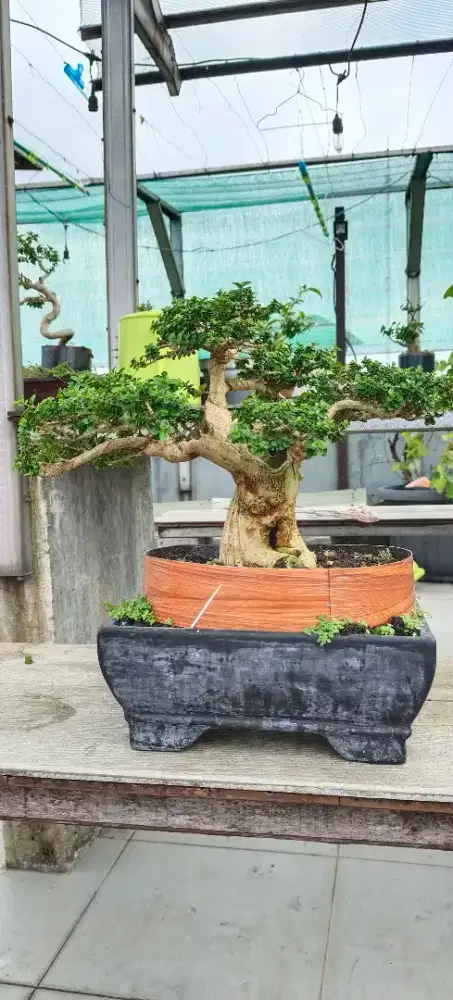 Tanaman bonsai sancang