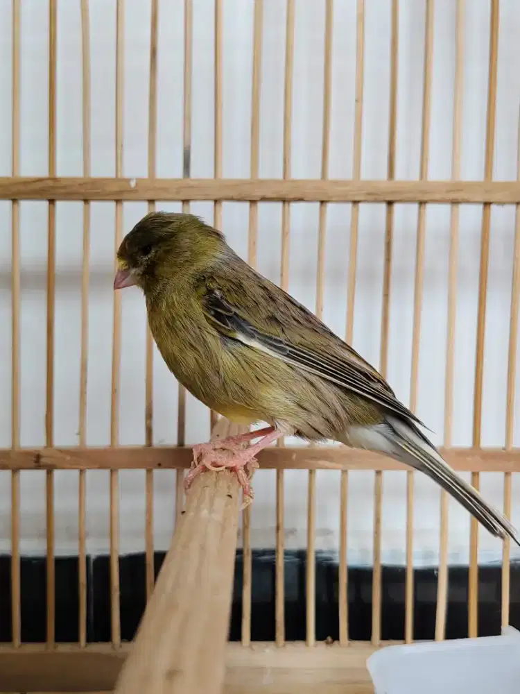 Kenari jantan F1 minus