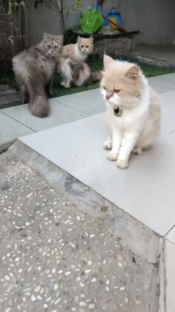 Induk & Jantan Persia + kitten calico + kandang
