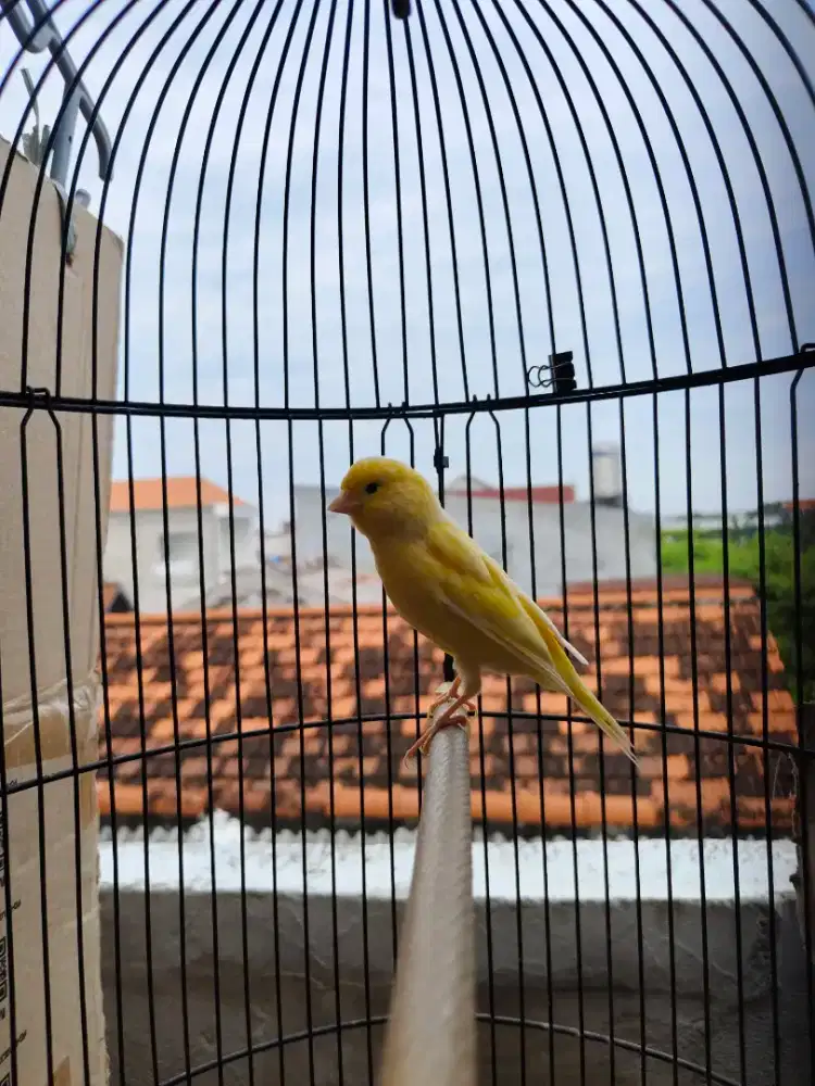 Kenari betina warna kuning extrajoz