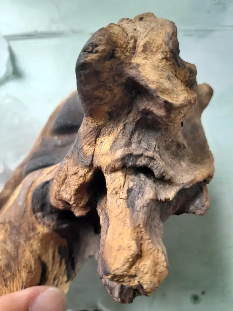 Jual cepat Kayu Gaharu asli original kalimantan 250 gr Antik Langka