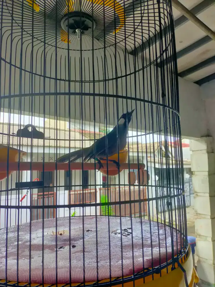 Burung Poksay Pipi Putih