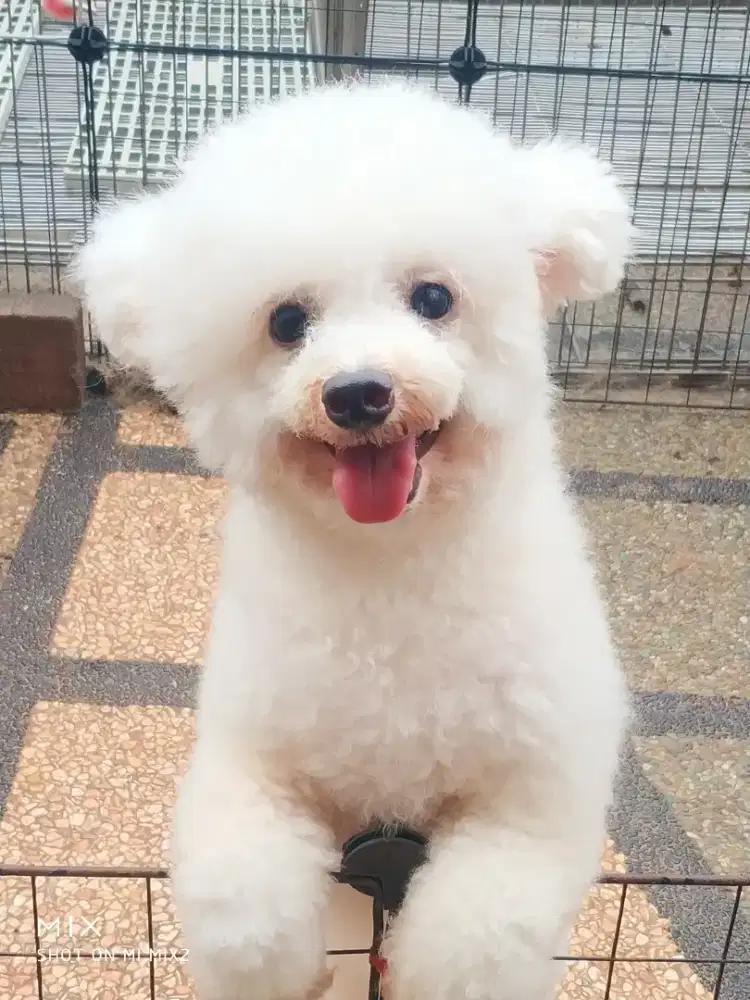 Jual Indukan Bichon frise