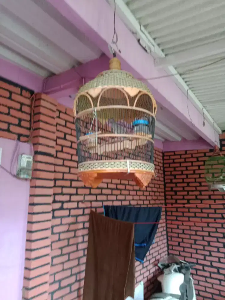 Burung perkutut Bangkok rajin bunyi ring kiri kanan. Fullset murah