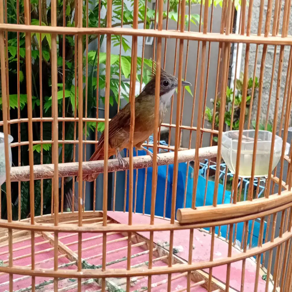 Burung cak jenggot medan