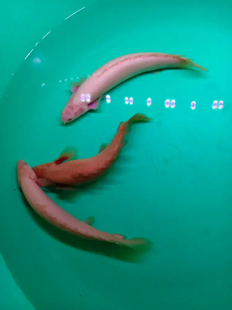 Palmas short body albino