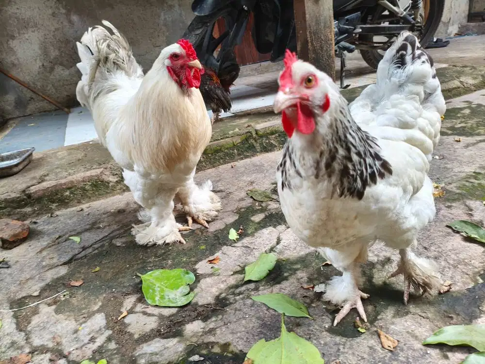 Indukan Ayam Brahma