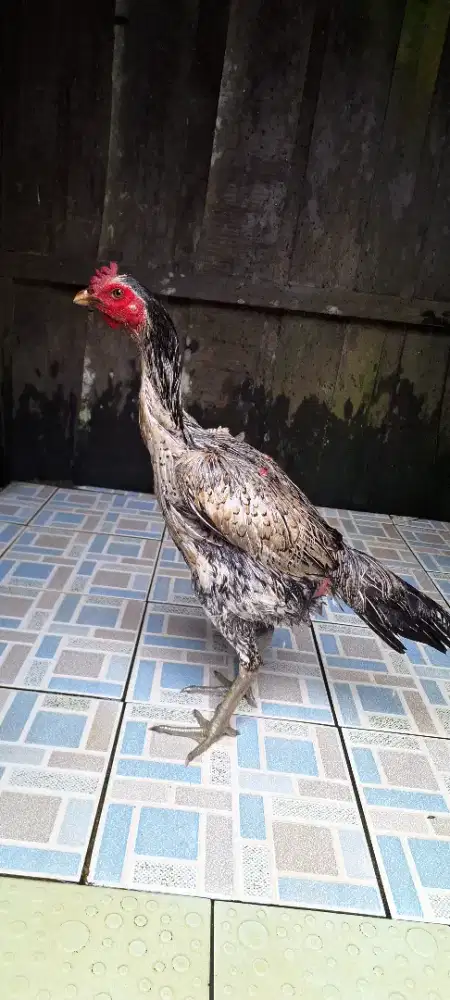 Sepasang ayam mangon