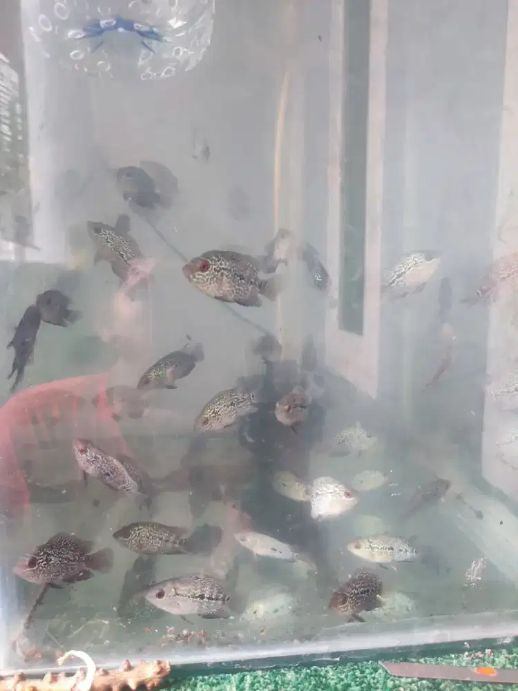 burayak louhan cencu gen gb