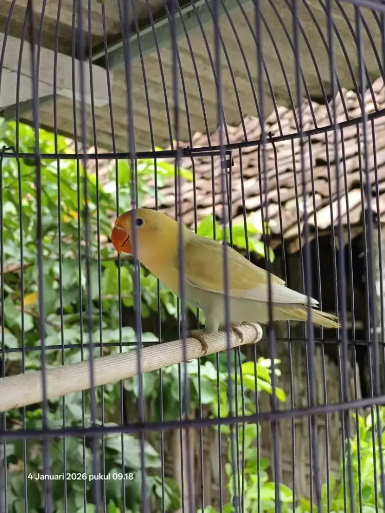 LOVEBIRD PAUD warna seperti difoto