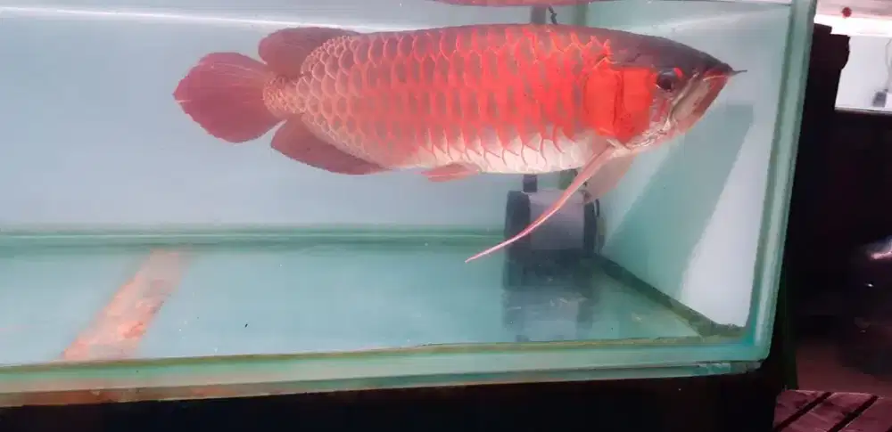 Arwana super red