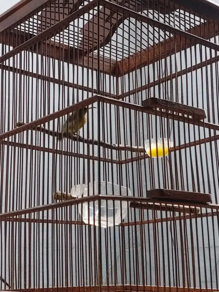 Jual burung konin burja