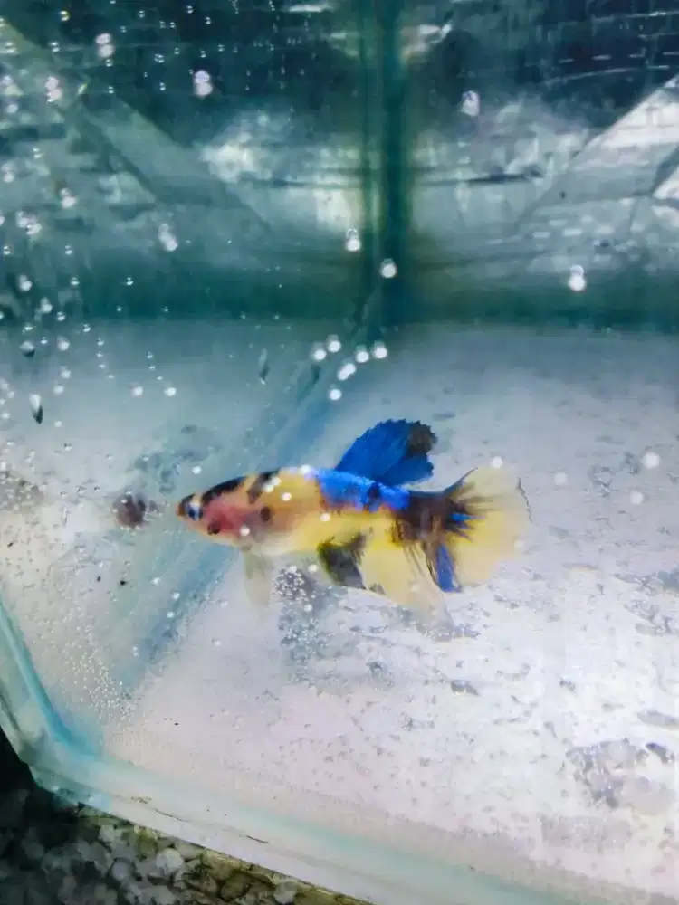 Ikan cupang multi color