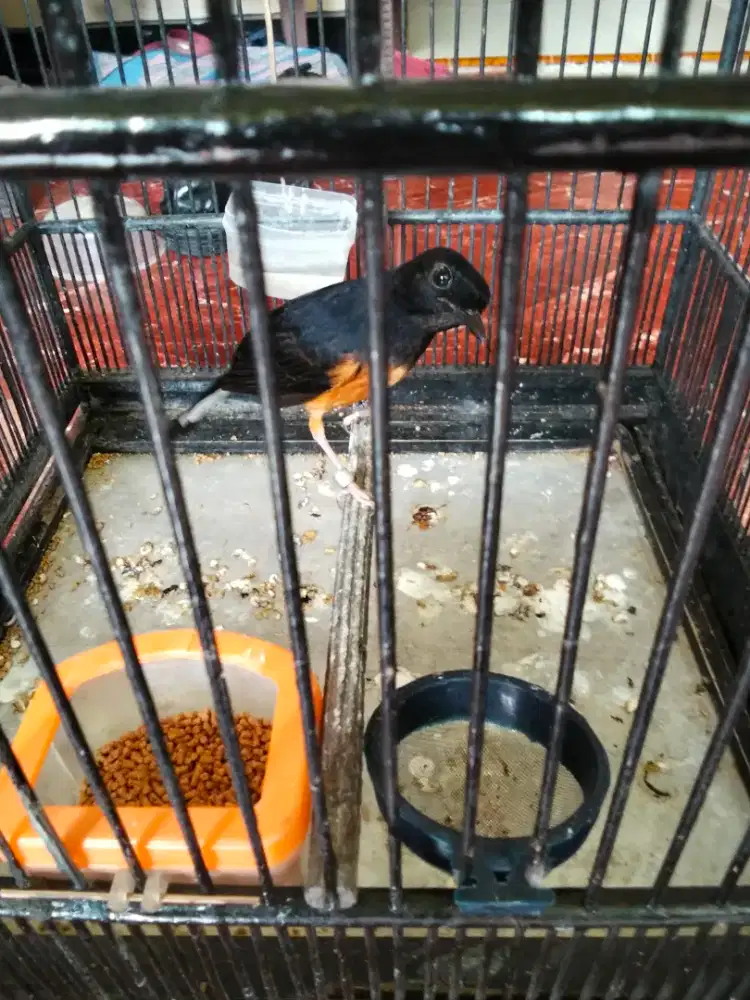 Mrai Mdn trtolan mutasi dewsa