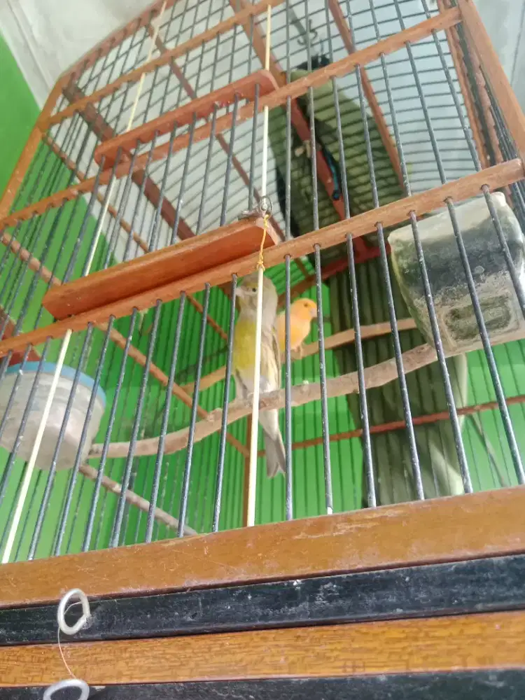 burung kenari super besar