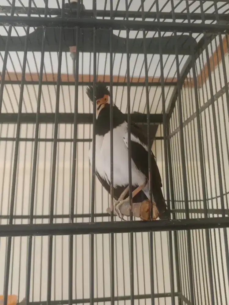 Jalak suren Gacor Garuda Satpam