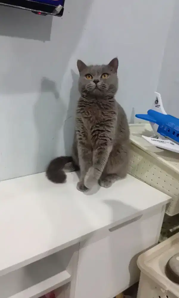 BRITISH SHORTHAIR/BSH BETINA