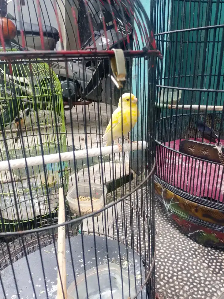 Di jual burung kenari loper atau TT