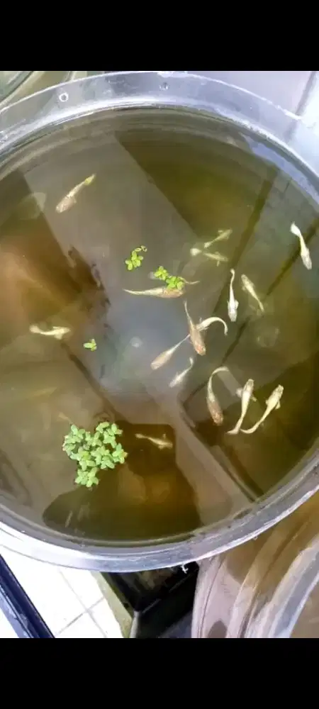 Guppy full gold Ribbon