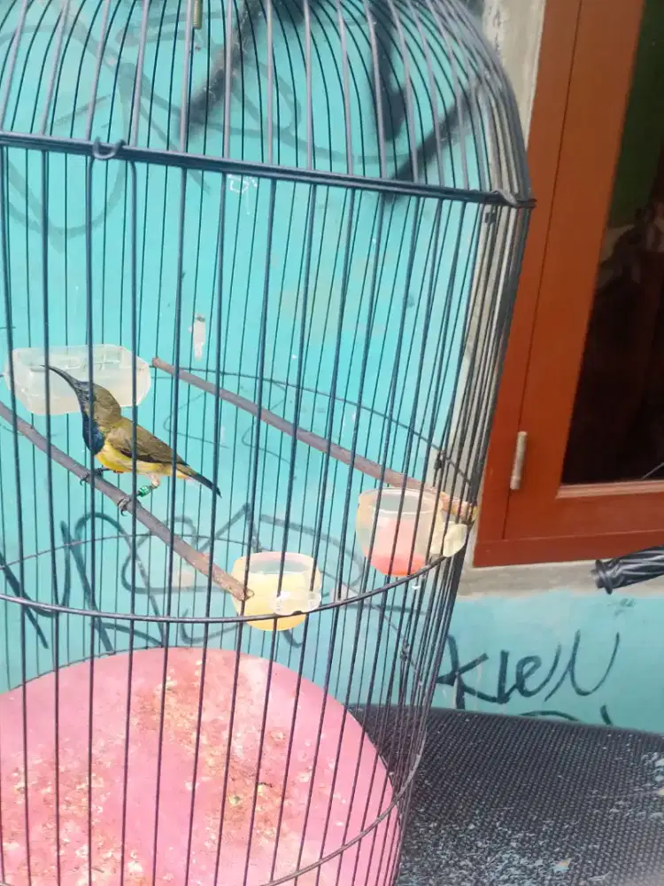 Di jual burung masteran