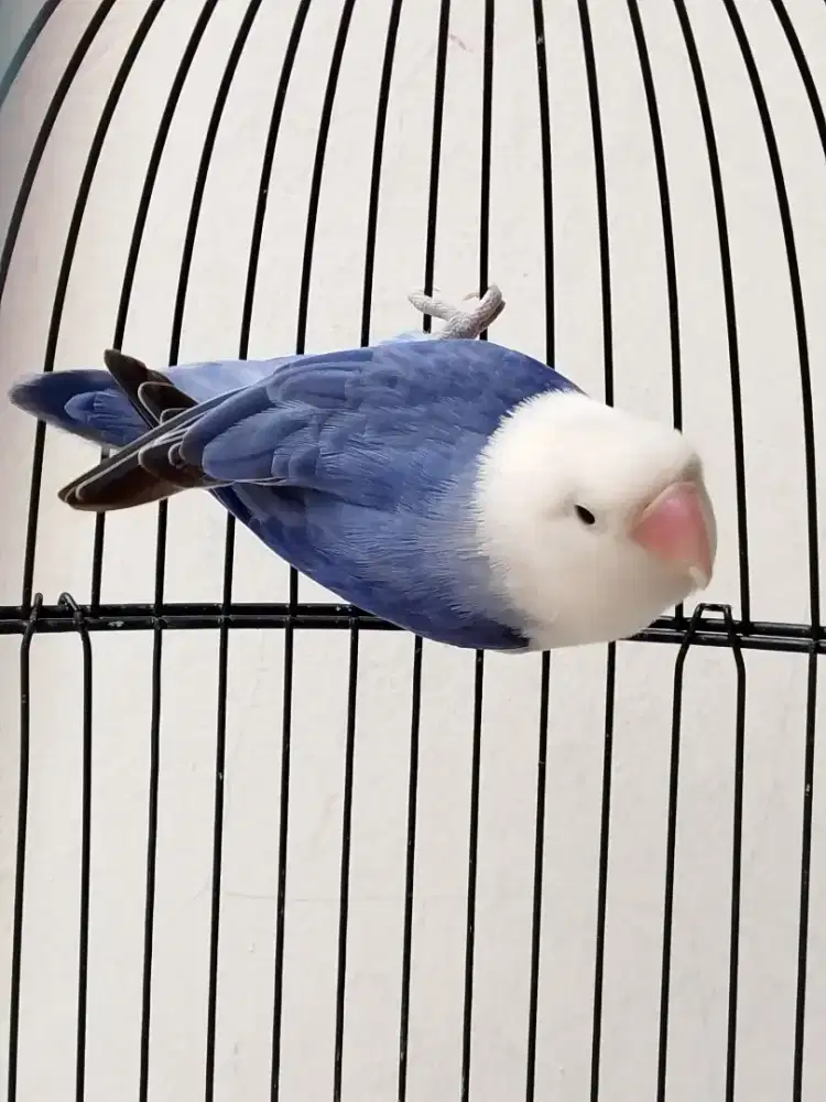 Burung lovebird betina cantik biola violet cling