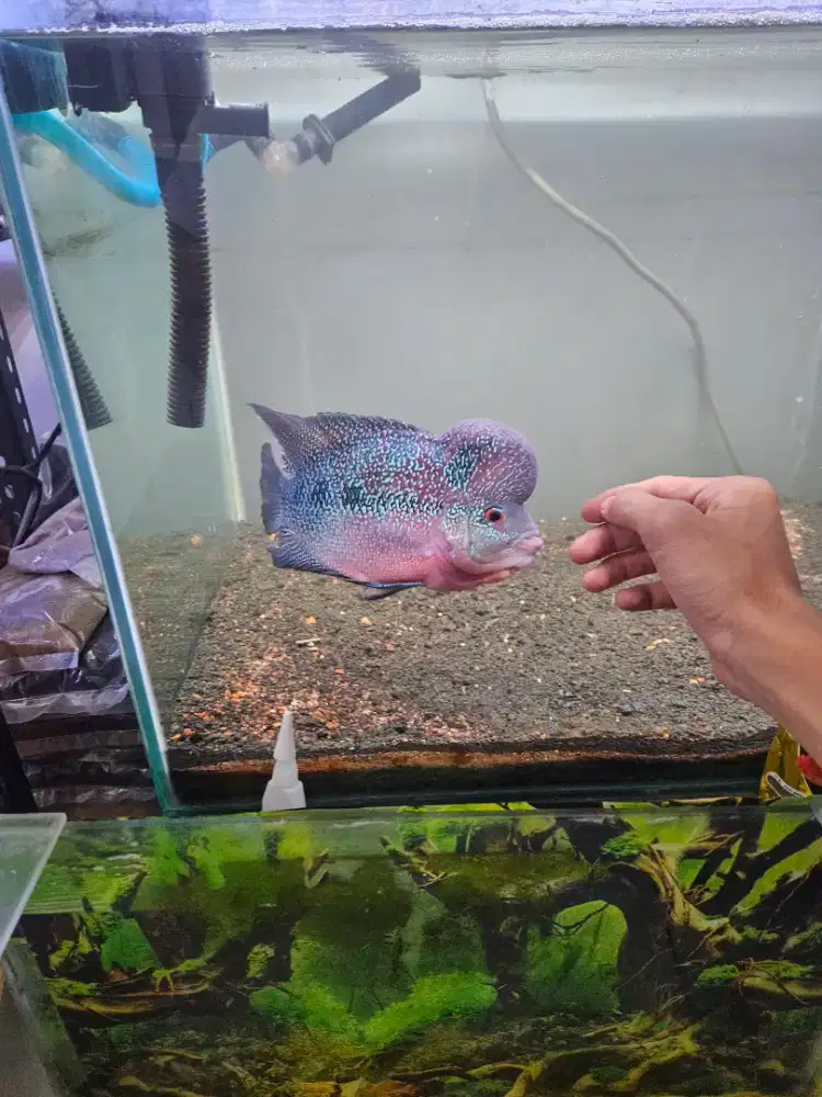 Lohan SRD 23cm louhan super red dragon