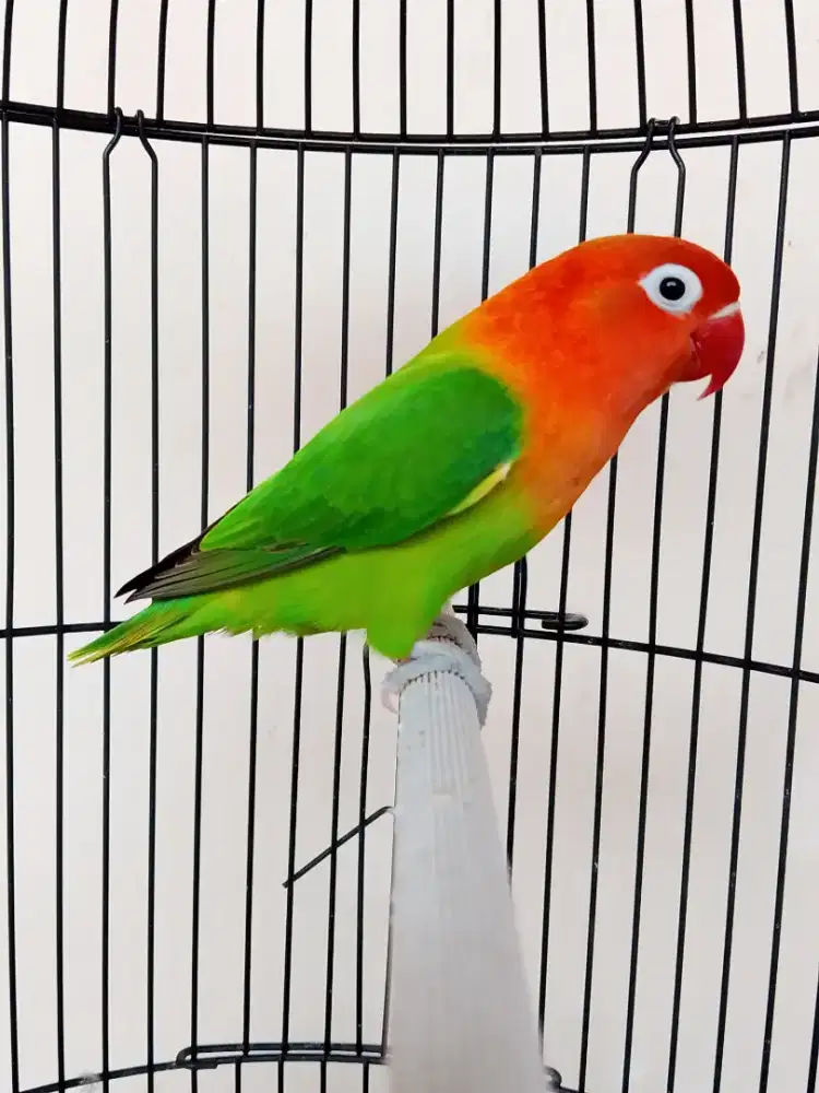 Burung lovebird betina cantik biola green pedes