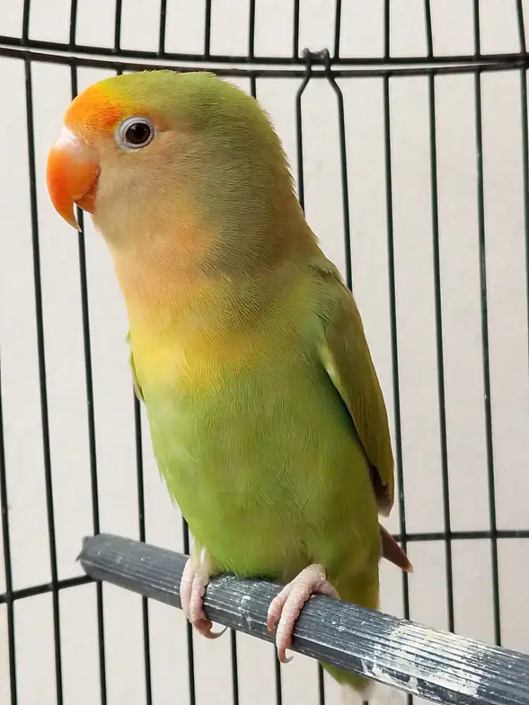 Burung lovebird jantan non klep body jumbo