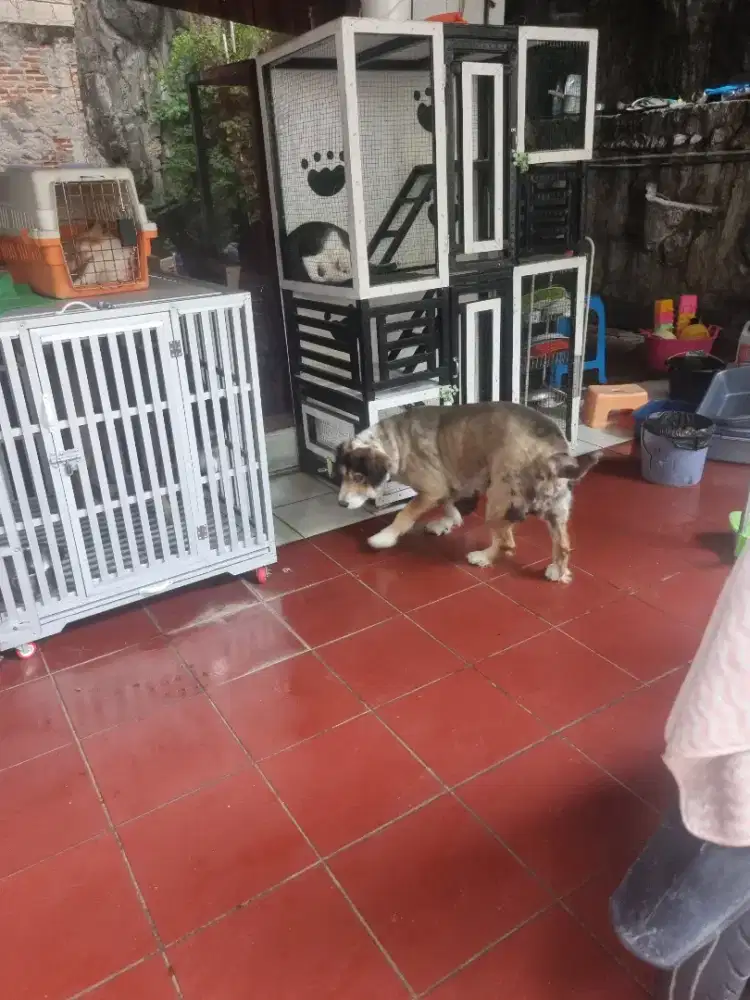 Dicari yang bisa urus dog cat siap merantau
