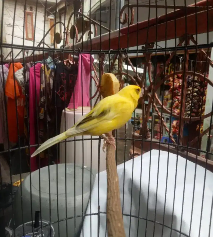 F1 Rasmi warna Cerah